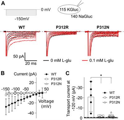 Frontiers | Apo state pore opening as functional basis of